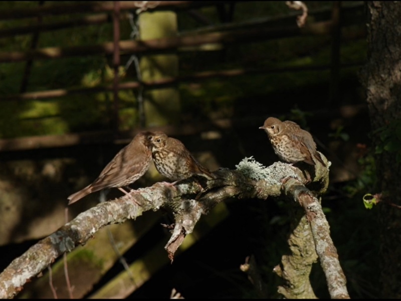 Birds feeding