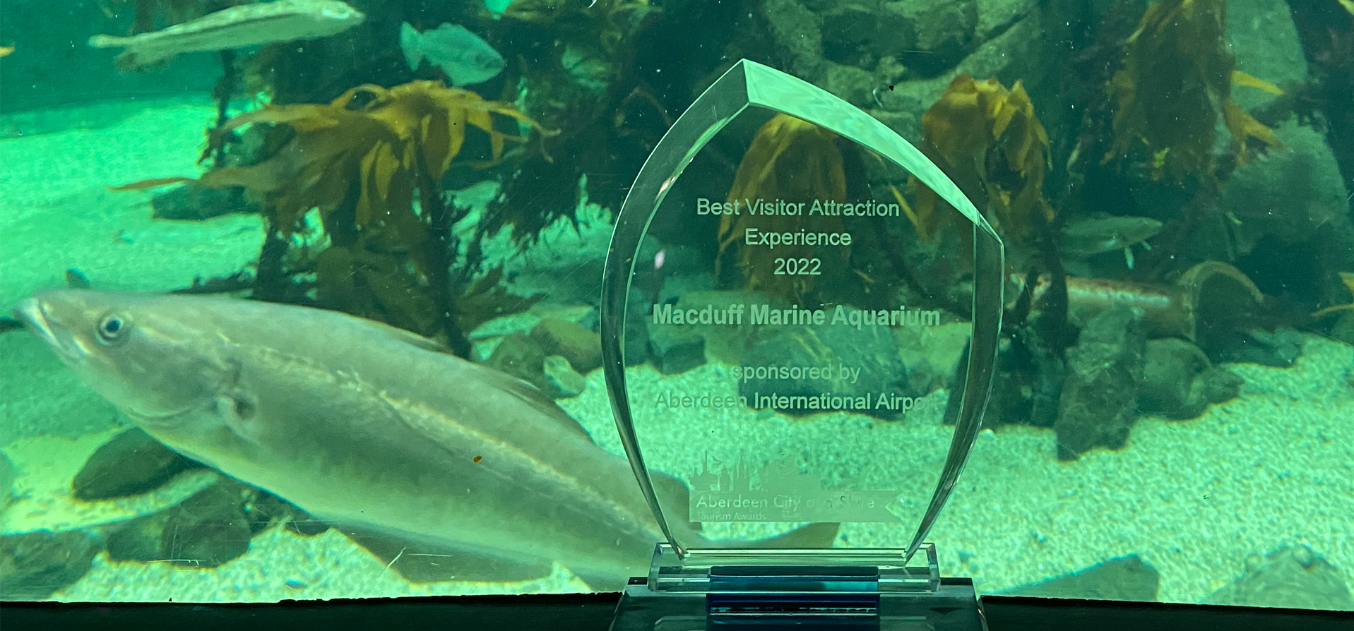 Award trophy in front of aquarium tank