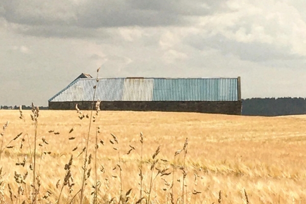 A farm building in a field of wheat