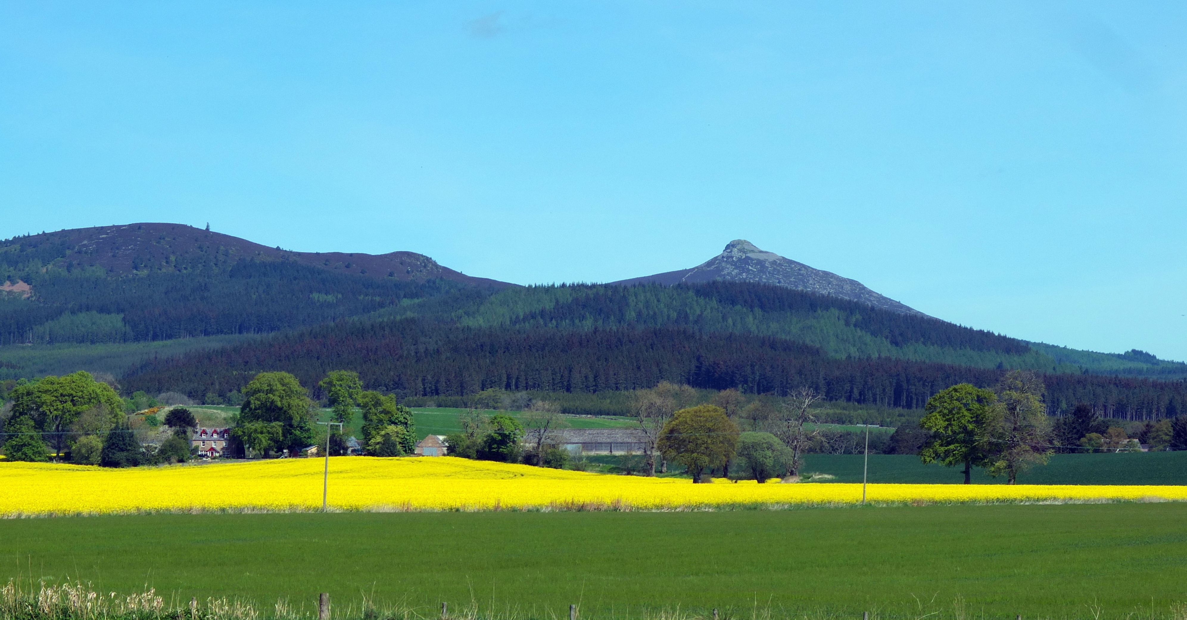 Bennachie with blue sky and yellow rapeseed in the fordground